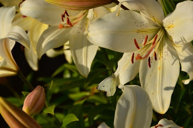 Ľalie lákajú vtáky a motýle Ľalia-záhrada-prilákať-motýle
