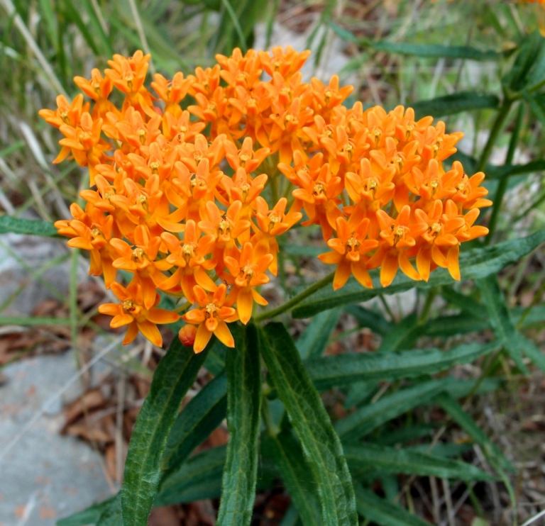 Krásna hľuzovka (Asclepias tuberosa ssp. Interiér) má rada slnko a je jedovatá