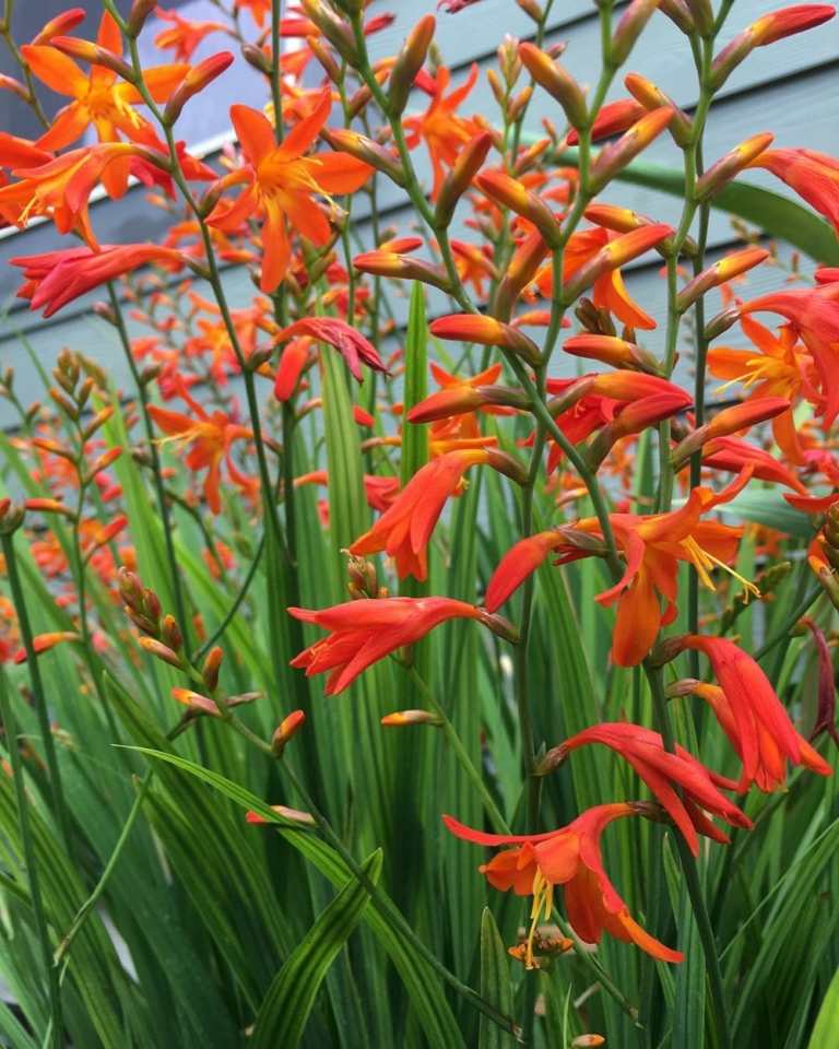 Montbretia obrovská (Crocosmia paniculata) má zaujímavé oranžovo-červené kvety