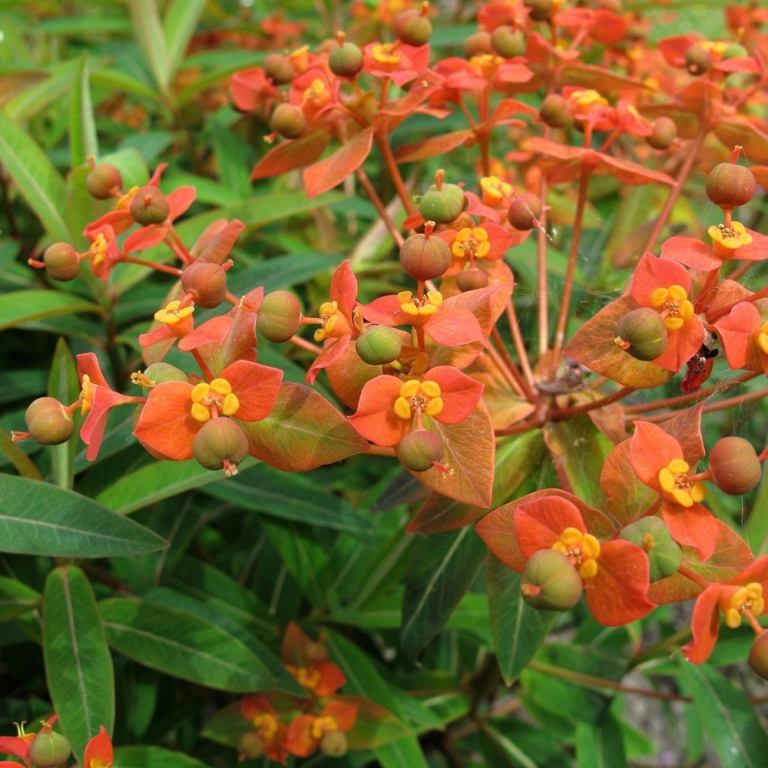 Do záhrady vysaďte oranžové kvitnúce trvalky s pryšcom himalájskym (Euphorbia griffithii)