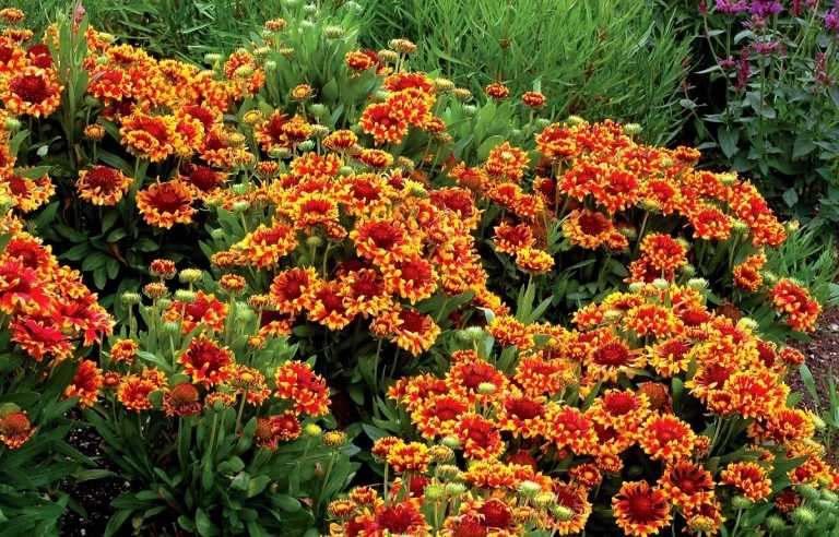 Kokardový kvet (Gaillardia x grandiflora) v červenej, žltej a oranžovej farbe ako pútač okolo záhonu