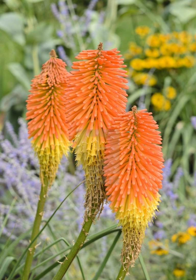 Oranžovo kvitnúce trvalky ako ľalia pochodeň (Kniphofia uvaria) robia záhradu letnou