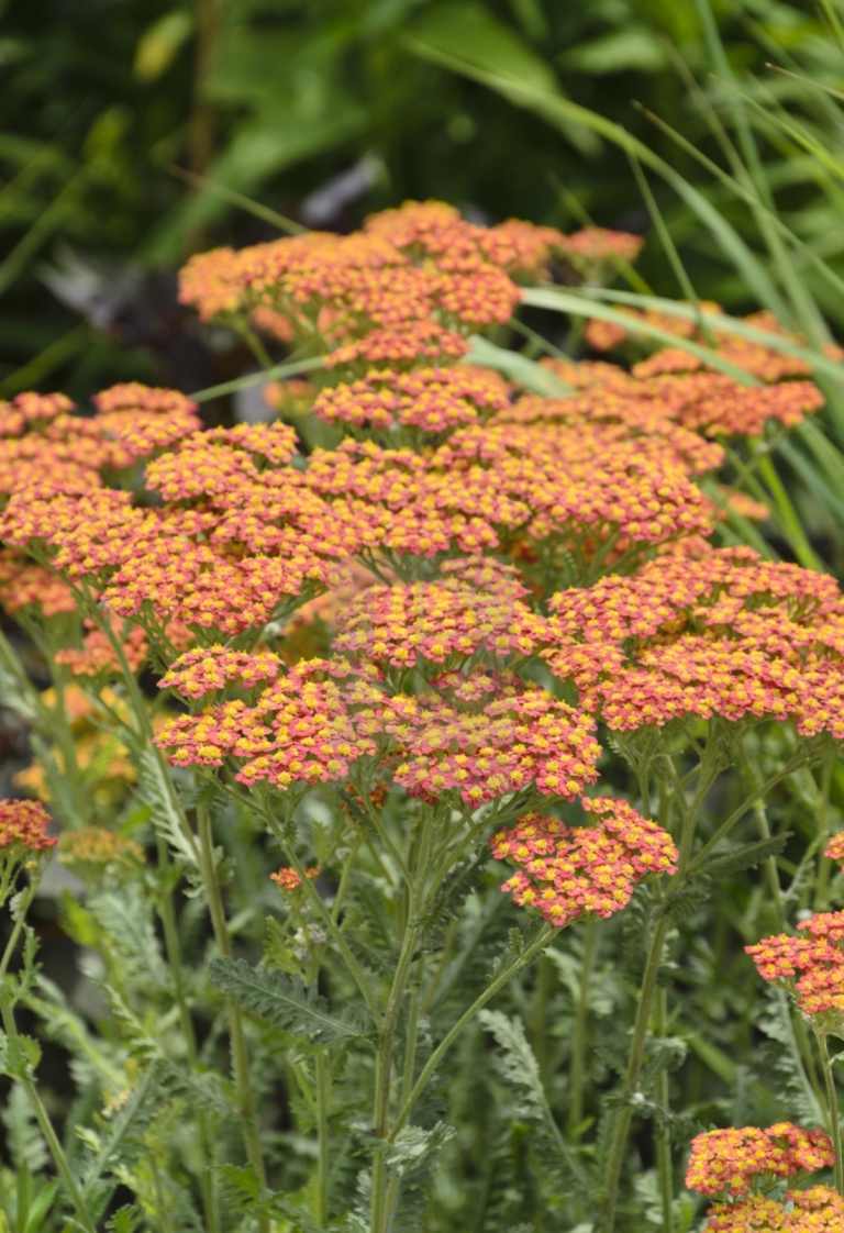 Vysoký záhradný zlatý snop (Achillea x filipendulina) v červenej, žltej alebo oranžovej farbe