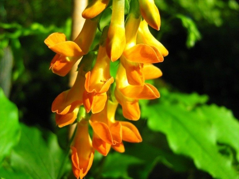 Vysoký zlatý hrášok (Lathyrus aureus) je svetlo oranžový a žltý