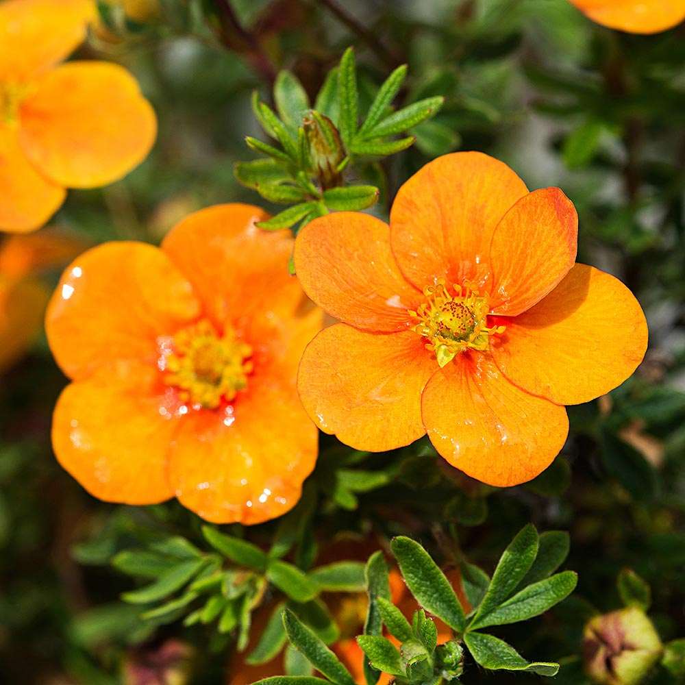 Oranžový cinquefoil (Potentilla) je nízko rastúci a vhodný ako pôdny kryt