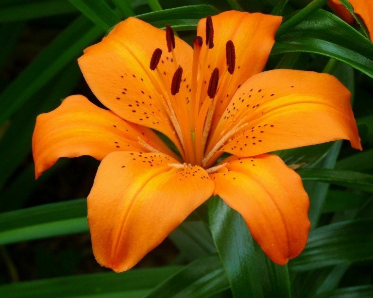 Oranžová ľalia (Lilium) má pôsobivý kvet
