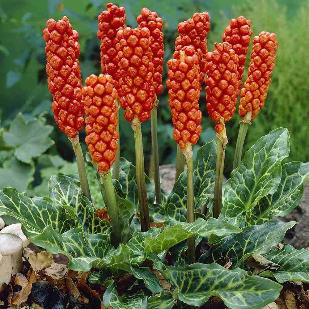 Arum talianska (Arum italicum) s originálnym kvetom a nádhernými listami