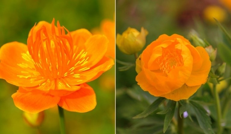 Existujú dva druhy glóbusu (Trollius chinensis) s oranžovými kvetmi - oranžový glóbus a zlatá kráľovná