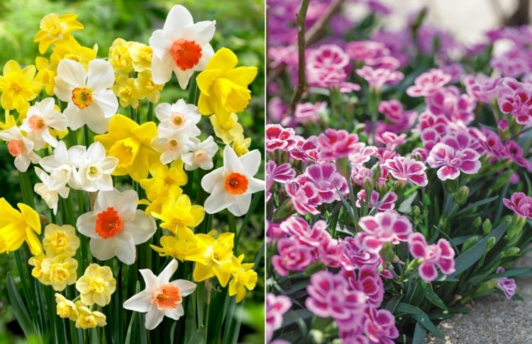 Prehľad druhov kvetov narcisu v rôznych odtieňoch žltej a klinčeka v ružovej farbe