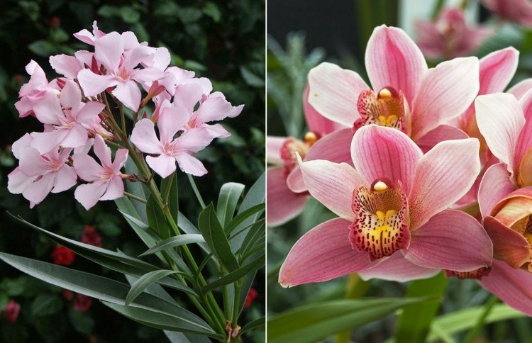Prehľad starostlivosti o oleander a orchideu v ružovom prehľade