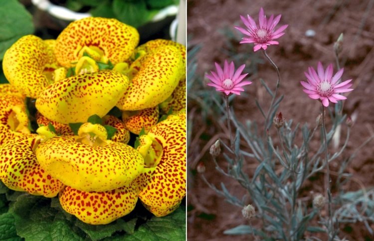 Žltý papučový kvet a papierový kvet do záhrady