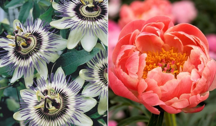 Mučenka a pivonka lososovej farby majú krásne kvety