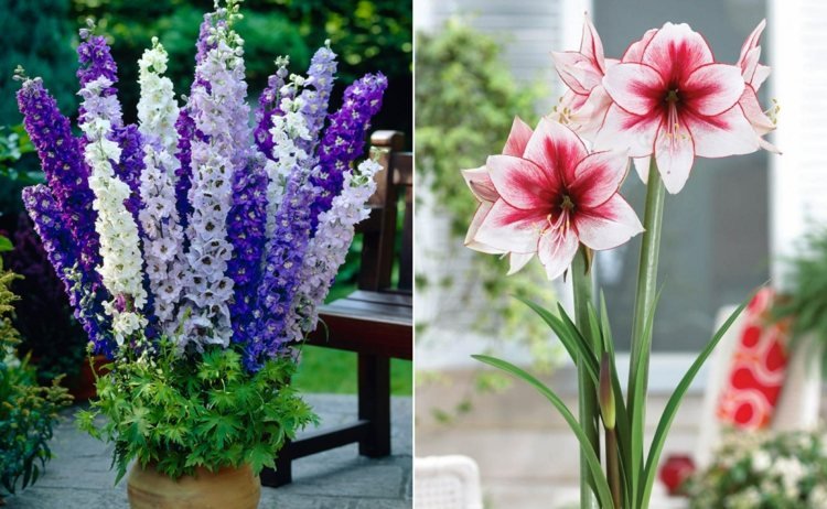 Larkspur v rôznych odtieňoch modrej a rytierska hviezda v bielej s lososovou farbou