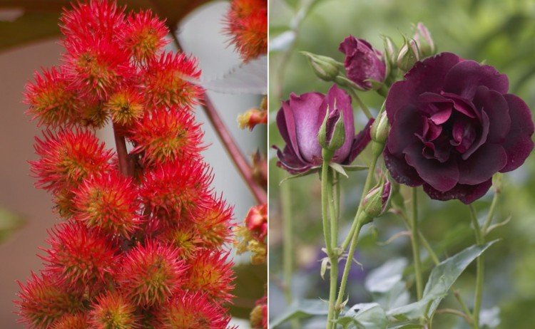 Druhy kvetov s R - kolieskom a ružou v Bordeaux