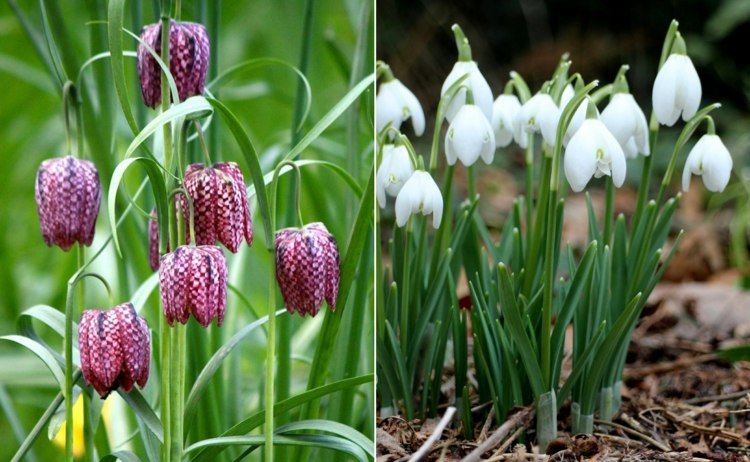Šachovnicový kvet vo fialovej farbe a snežienky na záhony