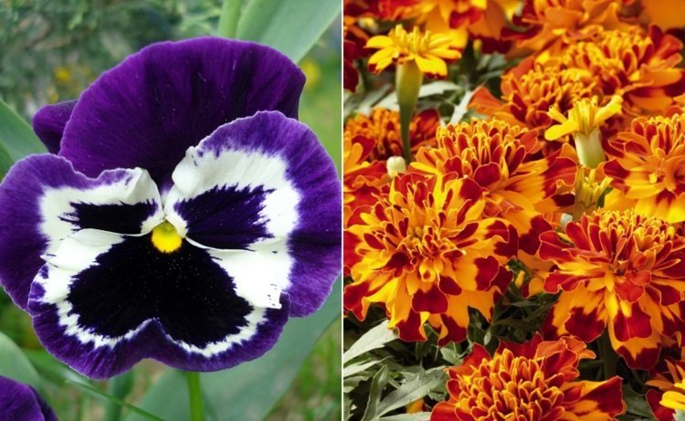 Macešky vo fialovej a nechtíka v žlto-červenej farbe ako klasika v záhrade