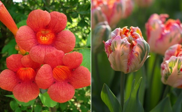 Trúbkový kvet a tulipán v odtieňoch červenej na jar a leto