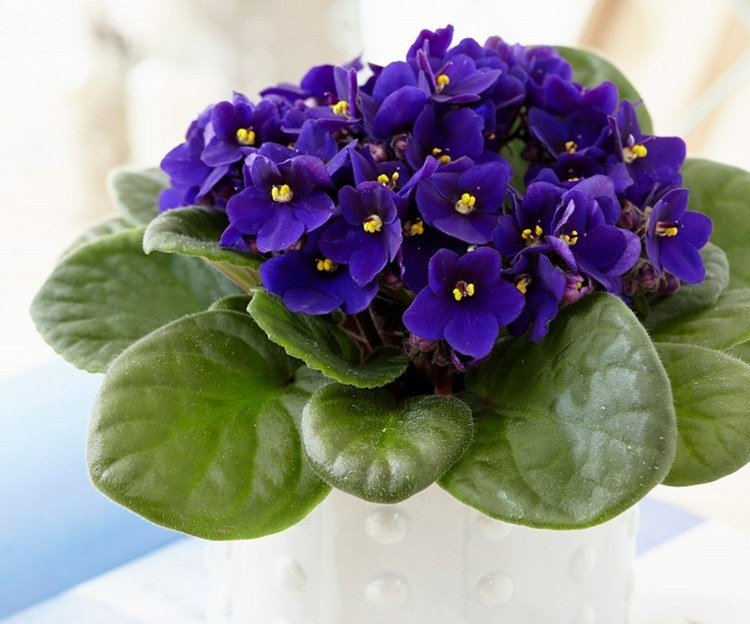 Africké fialky správne zalievajú a hnojia tipy na starostlivosť