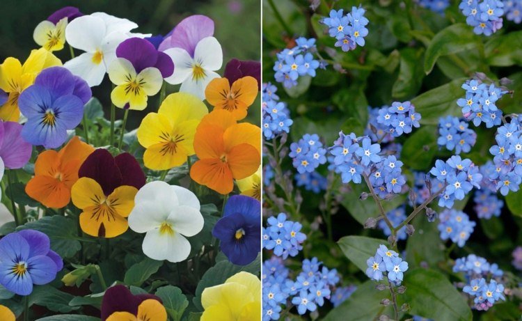 farebné fialky a nezábudky v svetlo modrej farbe