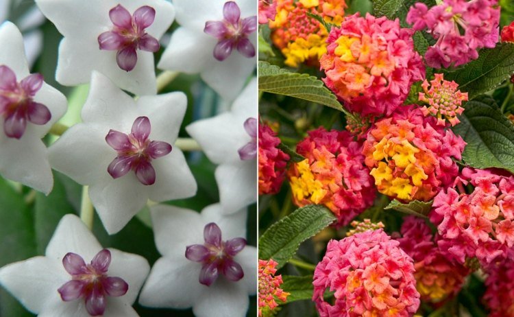 Druhy kvetov od A-Z s obrázkom nádherného voskového kvetu a konvertibilnej ruže