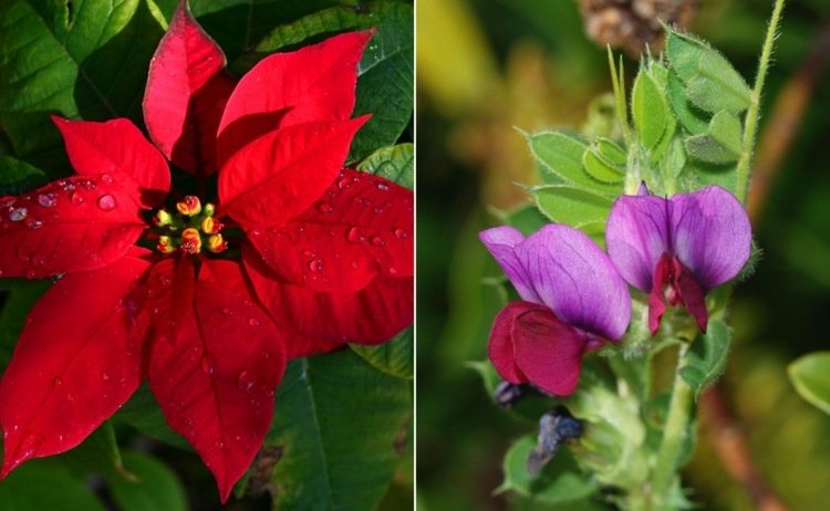 Nápady od A po Z Poinsettia ako zimné kvitnúce a sladký hrášok v ružovej farbe
