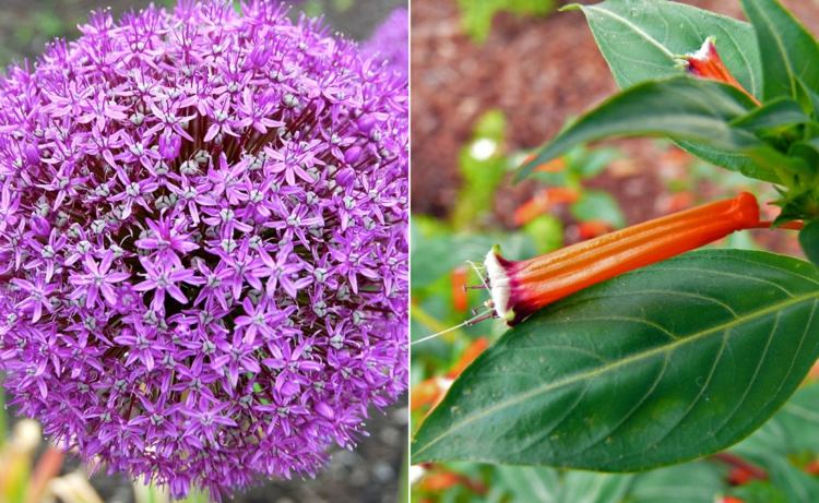 Cibuľa domáca allium a exotické kvety cigariet