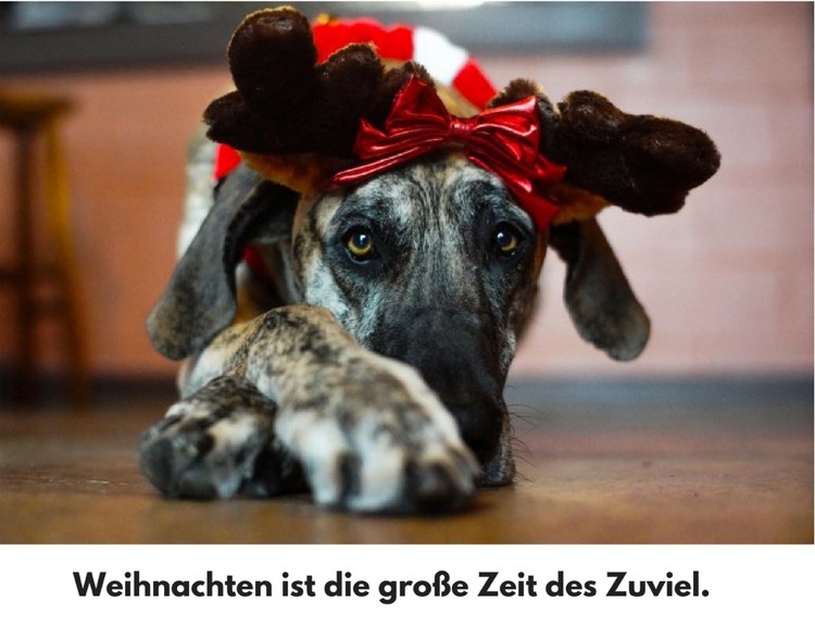 vtipné vianočné pohľadnice príliš tlačia karty psa