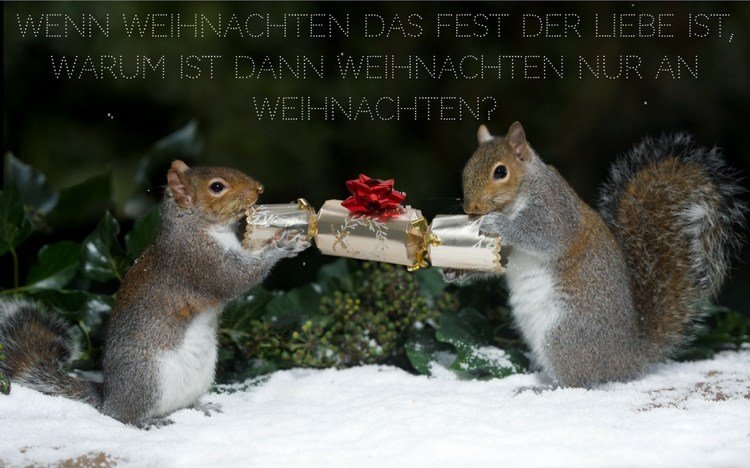 vtipné vianočné pohľadnice milujú veveričky