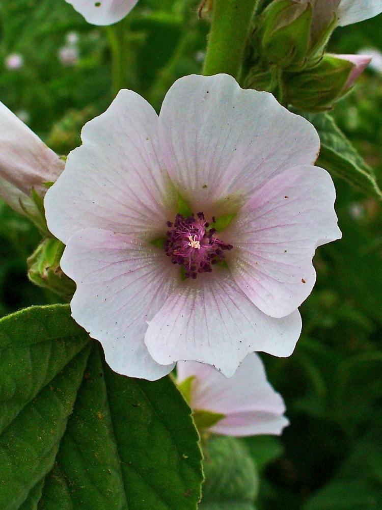 Marshmallow má upokojujúce a protizápalové vlastnosti žalúdok-črevná-chrípková-kúra-Althaea-officinalis-real-marshmallow