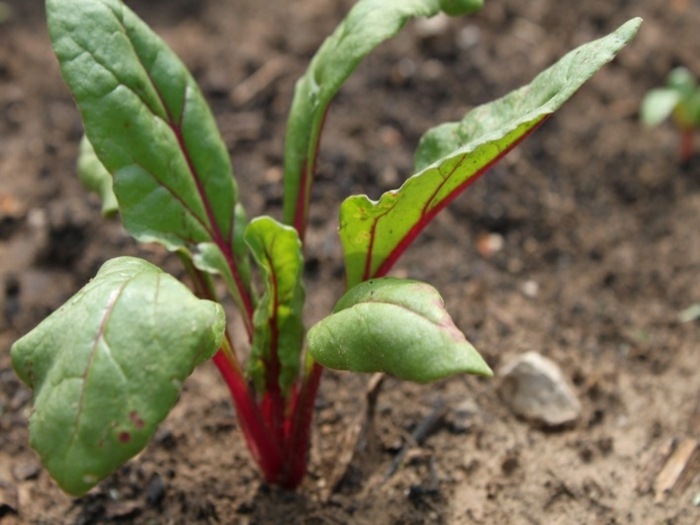 Švajčiarsky mangold ako sadenica v záhrade mangold sadba tipy rastliny pôda zeleninový záhon