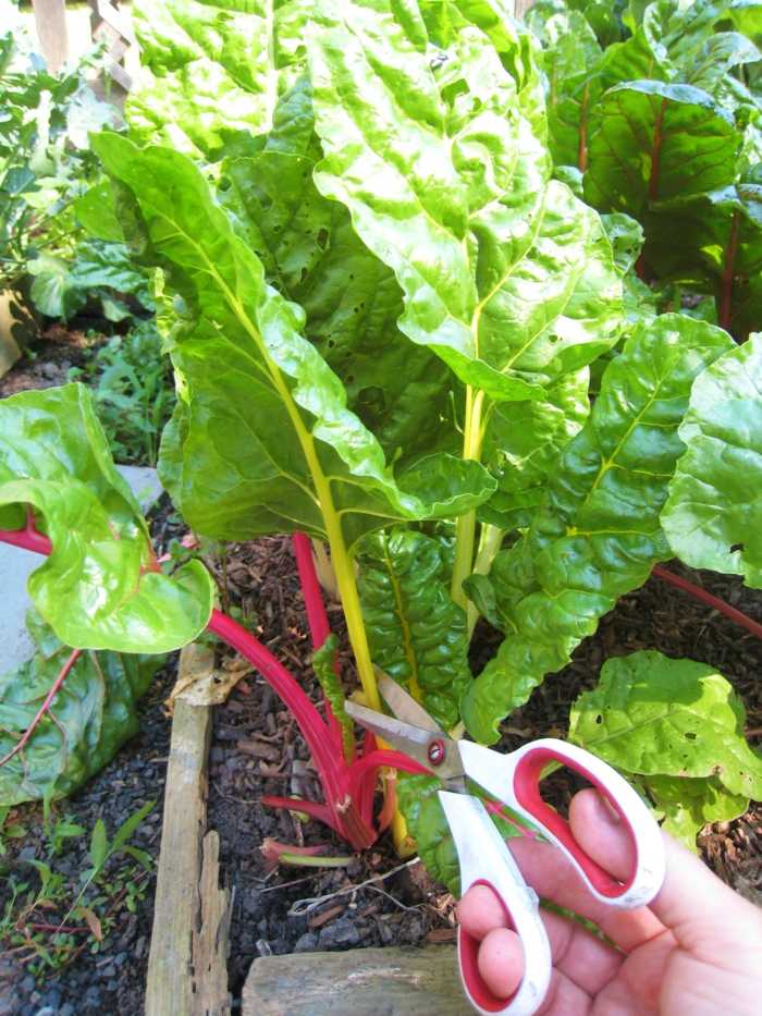 Výsadba švajčiarskeho mangoldu - jednoducho odrežte ľubovoľný počet listov na zber nožnice na zber mangoldu, rezanie záhradnej zeleniny
