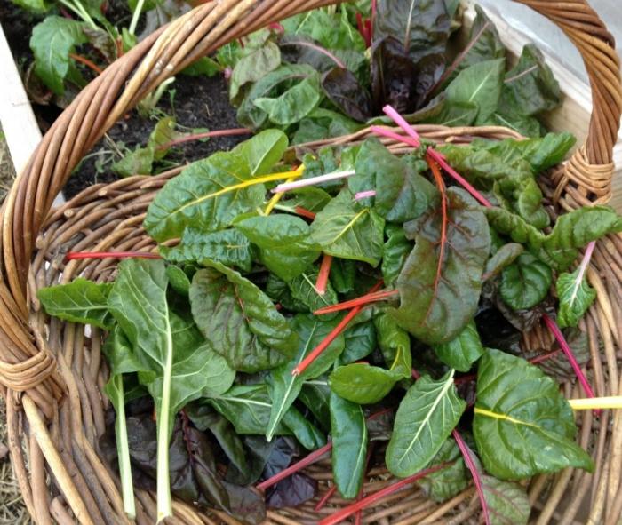 Rastliny v záhrade - zozbierané listy mangoldu v koši Rastliny mangoldu košík záhradný šalát pestrofarebný