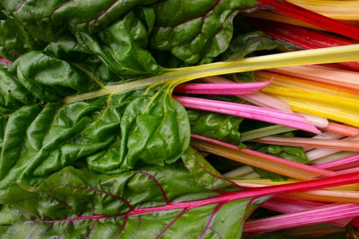 Výsadba švajčiarskeho mangoldu - na to sú vhodné tri sezóny dúhové farby mangold zeleninový šalát oranžová žltá červená