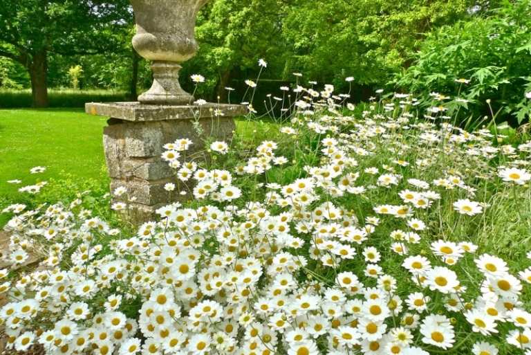 Biele sedmokrásky v anglickej záhrade Sedmokrásky-v-záhrade-biela-klasika-v anglickom štýle