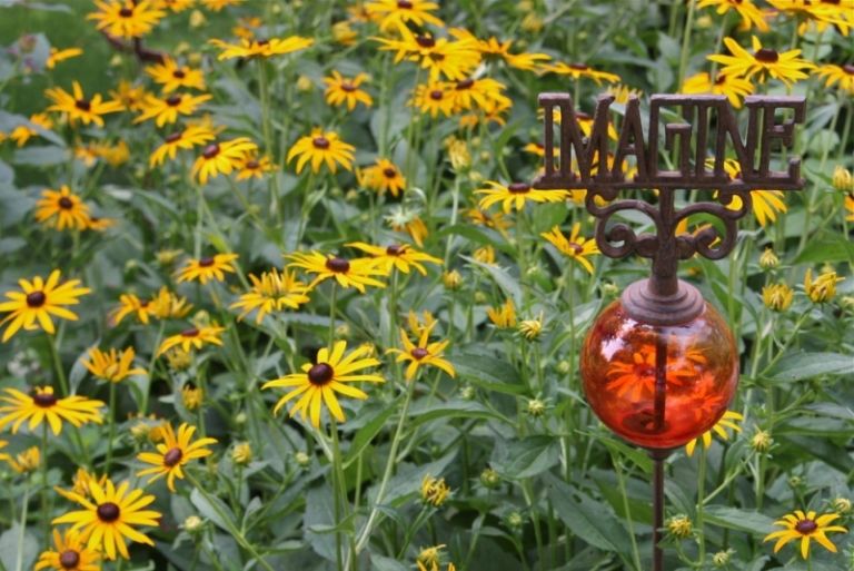 Výsadba žltých sedmokrásk v záhrade Sedmokrásky v záhrade Dekorácia záhradného vetra