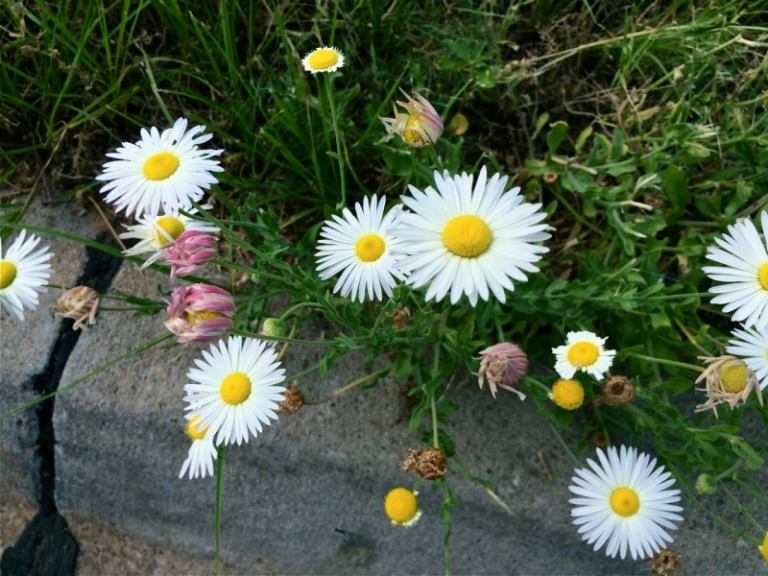 Vysaďte letné kvety vedľa okraja záhrady Marguerites-in-the-garden-garden-path-edge-okrasná tráva