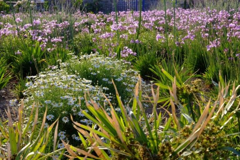 Sedmokrásky v záhrade vo vidieckom štýle Marguerites-in-the-garden-stredomorské-hyacinty