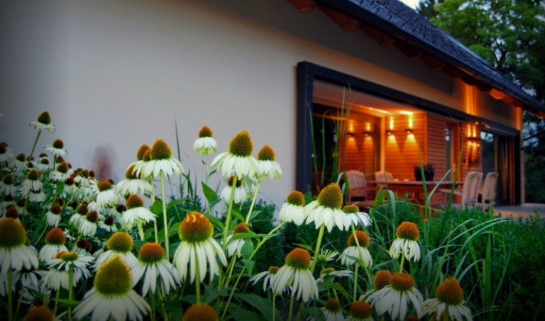 Pred vchod do domu vysaďte biele sedmokrásky Marguerites-in-the-garden-leto-kvety-nápady-stredomorské