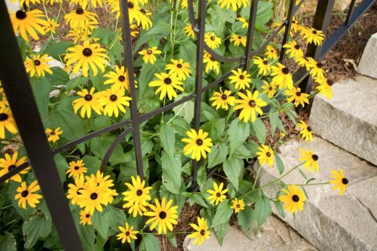 Žlté sedmokrásky vedľa vonkajších schodísk Sedmokrásky-v-záhrade-odroda-rudbeckia-žltá