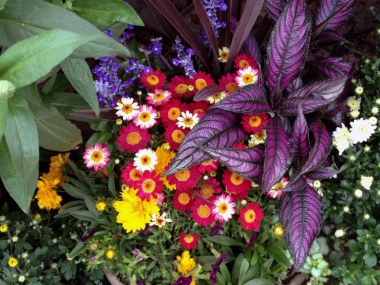 Vytvorte si záhradu v stredomorskom štýle Sedmokrásky-v-záhrade-salvia-ružová-farba