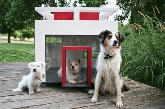 nápady na sklenenú stenu psieho domu pre zariadenie domácich zvierat