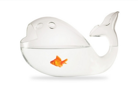 nápady na akvarijné ryby pre domácu dekoráciu pre domáce zvieratá