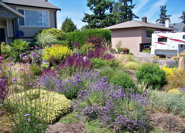 stredomorský-záhradný-dizajn-levanduľa-zemný kryt-dom-predný záhradný dom-dvere-kríky