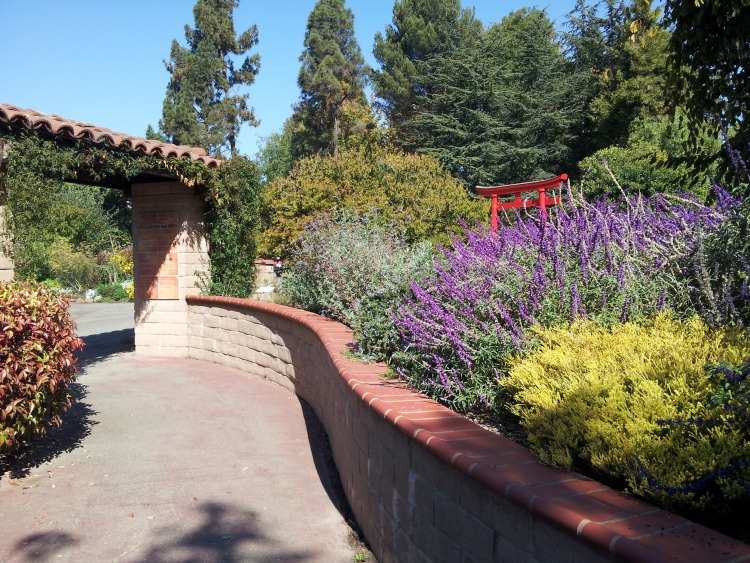 stredozemný-záhradný-dizajn-plot-stena-zemný-vous-fúzov-kvetov-rastlín