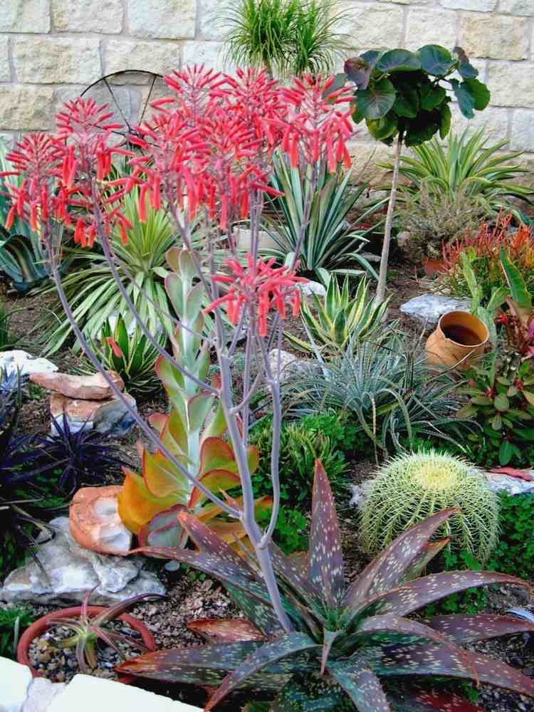 stredomorská záhrada-dizajn-aloe-agáve-rastliny-yucca-kaktusové kamene
