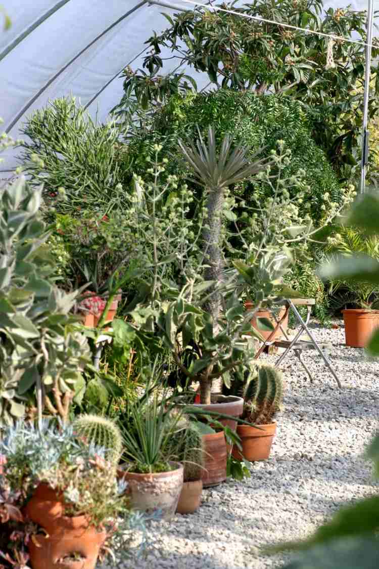 stredozemný-záhradný-dizajn-štrkové rastliny-kvetináče-stromy-druhy rastlín