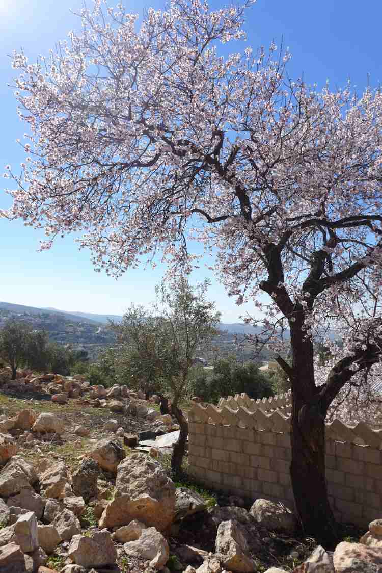 stredomorské-záhradníctvo-levanduľa-mandľa-strom-ružové kvety-kamene-stena-skaly