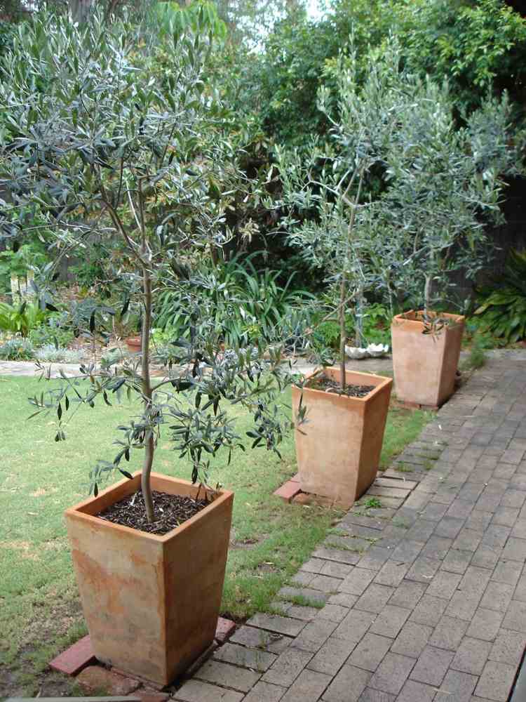 stredozemný-záhradný-dizajn-olivové-stromy-vaňa-malá-cestička-trávnik