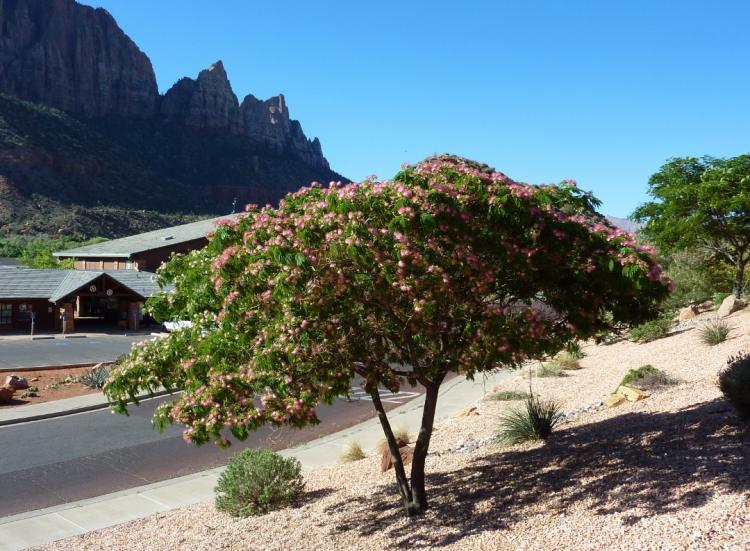 stredomorský-záhradný-dizajn-hodváb-strom-štrk-kvety-hory-slnko-počasie-krásne