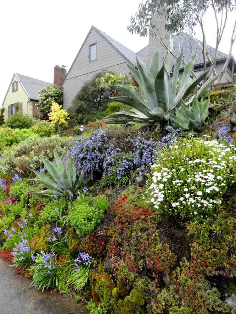 stredomorský-záhradný-dizajn-sukulentný-agávový-domáci dom-levanduľa